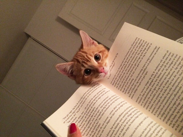 Cat reading your stuff